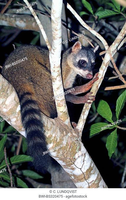 crab-eating raccoon (Procyon cancrivorus), night shot in tree, Brazil, Mato Grosso, Pantanal
