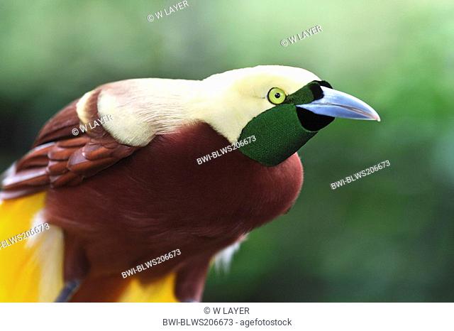 lesser bird of paradise Paradisaea minor, female