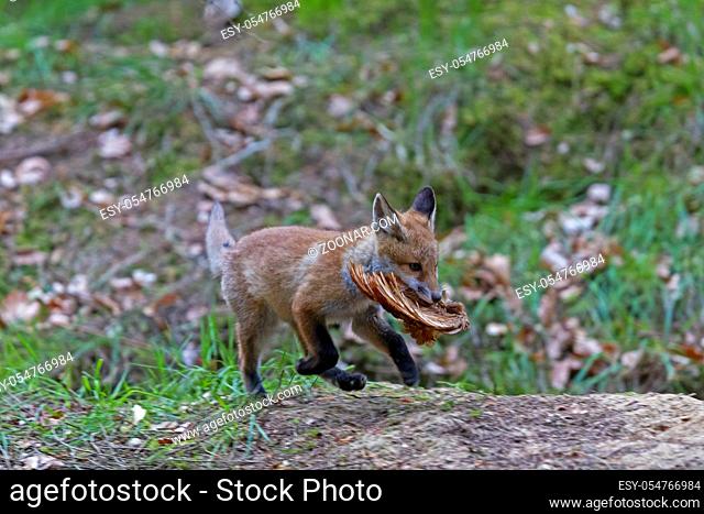 Rotfuchswelpe mit einem Huehnerfluegel / Red Fox kit with chicken wing / Vulpes vulpes
