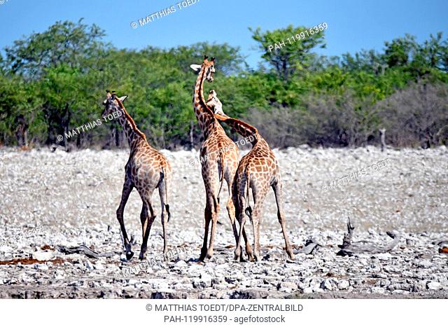 Semi-juvenile Giraffe calves wrestle in the Etosha National Park witheinander, beating themselves like adult animals in the rut with their heads and helses