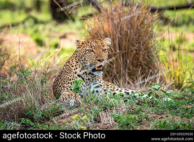A Leopard laying in the grass and starring in the Kruger National Park, South Africa