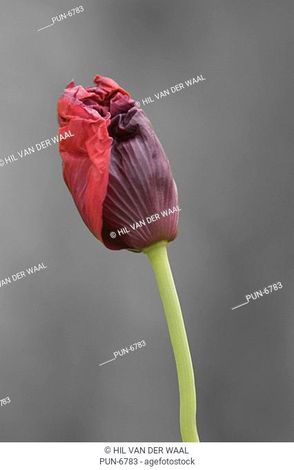 Opium poppy Papaver somniferum bud emerging as a flower