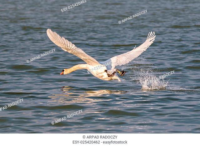 White mute swan (Cygnus olor) ower the water