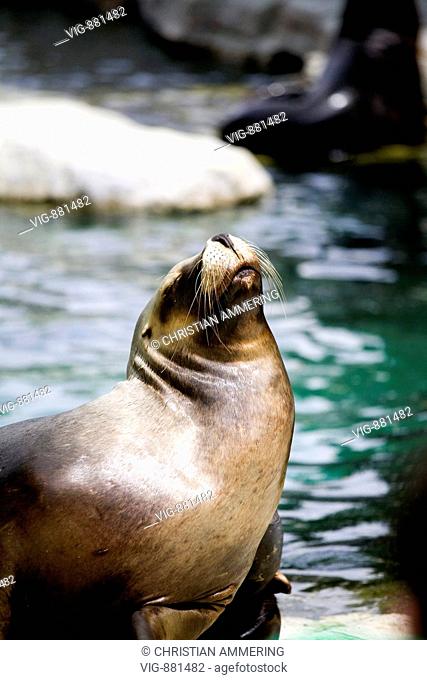 Maned seal (Otaria flavescens). - AUSTRIA, 24/05/2008