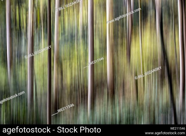 Abstract tree blur - Pisgah National Forest, Brevard, North Carolina, USA