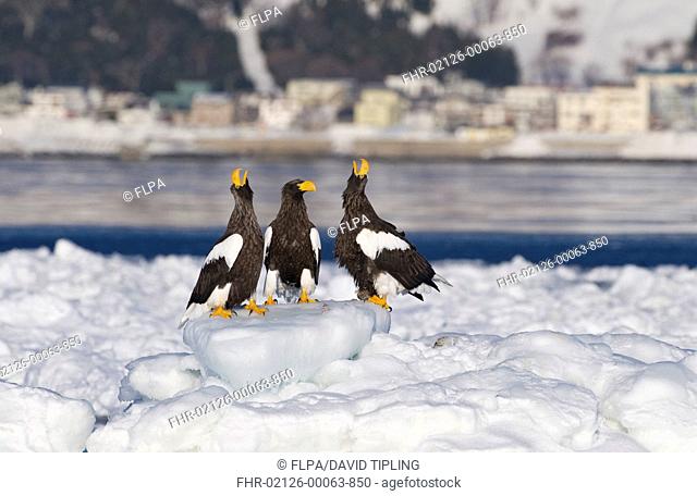 Steller's Sea-eagle Haliaeetus pelagicus three adults, calling, standing on sea ice, Nemuro Channel, off Rausu, Hokkaido, Japan, winter