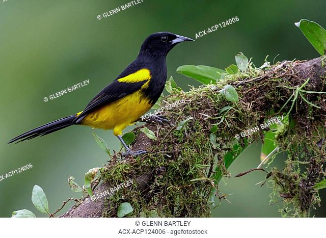 Black-cowled Oriole (Icterus dominicensis) perched on a branch in Costa Rica