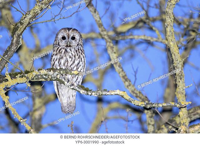 Tawny owl (Strix aluco), adult perched on branch at dusk, Trier, Rhineland-Palatinate, Germany