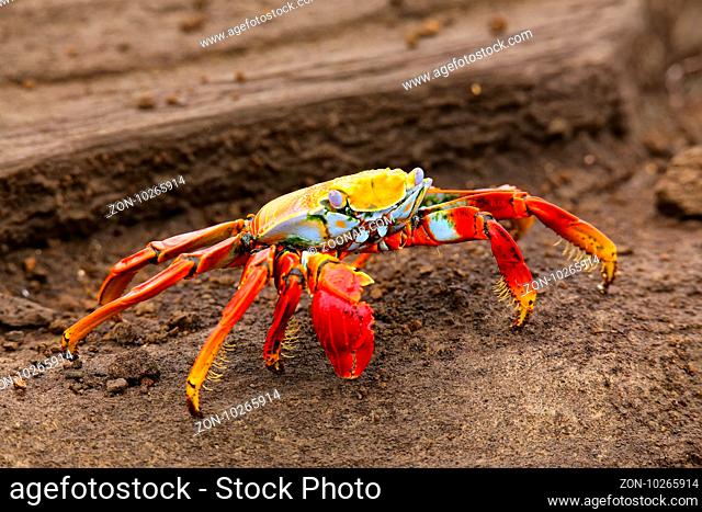 Sally lightfoot crab (Grapsus grapsus) on Santiago Island in Galapagos National Park, Ecuador