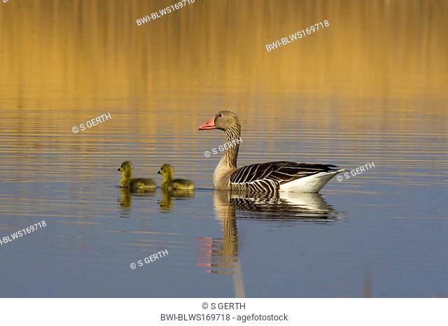 greylag goose Anser anser, with two chicks, Austria, Burgenland, Neusiedlersee NP