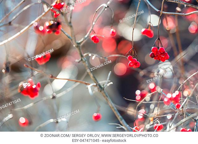 Close view of the overriped last year?s red berries and fragile twigs of guelder rose (viburnum) in shallow depth of field