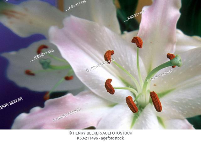 Rosy Wonder Lily (Lilium oriental). Netherlands
