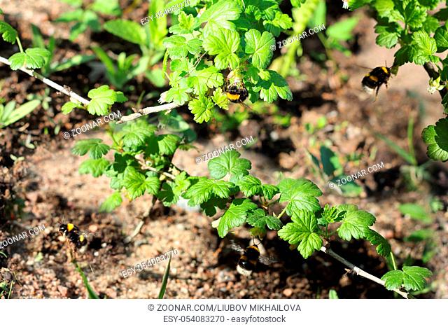 bee polinating bush