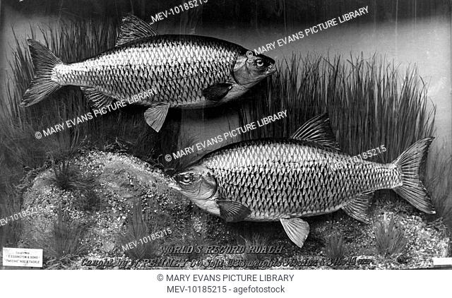 A World Record brace of roach fish, caught in Lambeth Reservoir, Surrey, England on 6 September 1938 by W. Penney. The top fish weighed 3lb 1 oz