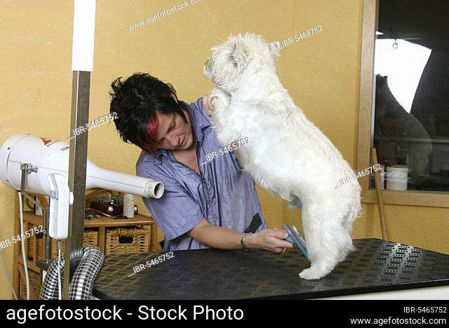 Woman blow-drying West Highland White Terrier, Westie dry