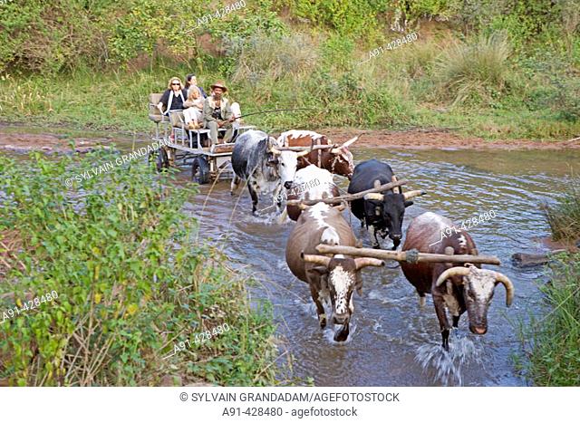 Visitors taken to the village by ox cart. The Simunye zulu village where visitors can be accomodated in zulu style. Kwazulu-Natal province