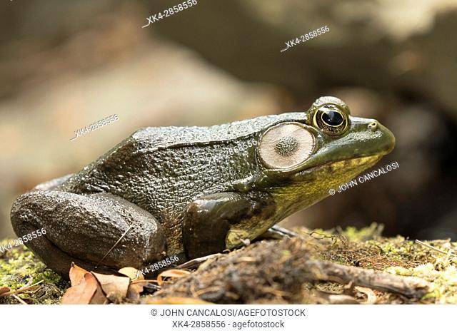 Green frog (Lithobates clamitans), Rana clamitans, New York