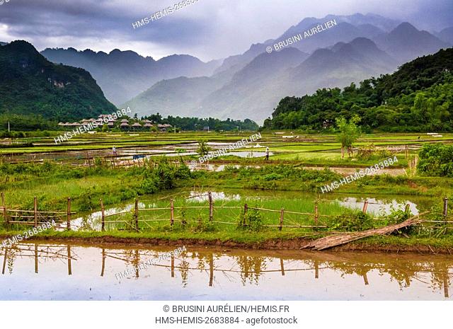 Vietnam, Mai Chau province, white Thaï (Thai Dam) working in the rice fields of the Mai Chau Valley, Mai Chau ecolodge in the background resembling a...