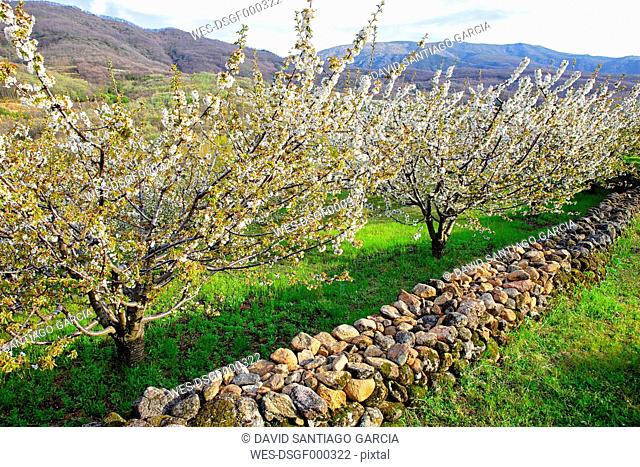 Spain, Extremadura, Valle del Jerte, Valley with blooming cherry trees