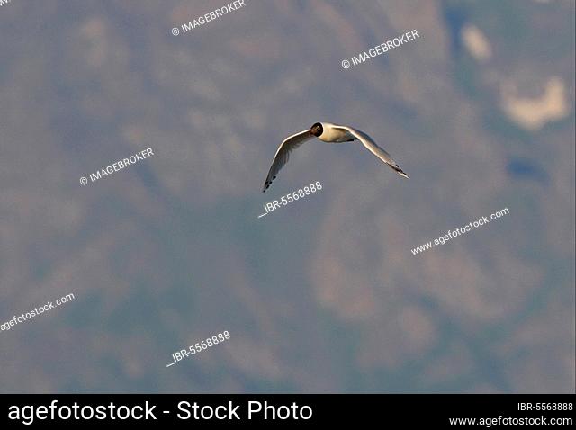 Relict Gull (Ichthyaetus relictus) adult, in flight, Lake Alakol, Kazakhstan, Asia