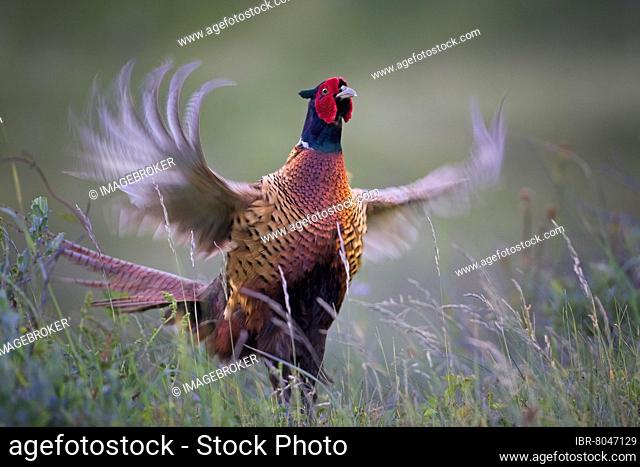 Pheasant (Phasianus colchicus) male during courtship, courtship call, courtship leap, wing beat, Middle Elbe Biosphere Reserve, Saxony-Anhalt, Germany, Europe