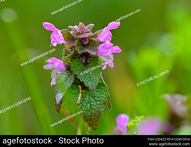 11 April 2023, Brandenburg, Sieversdorf: A purple deadnettle (Lamium purpureum) blooms in a meadow. Photo: Patrick Pleul/dpa