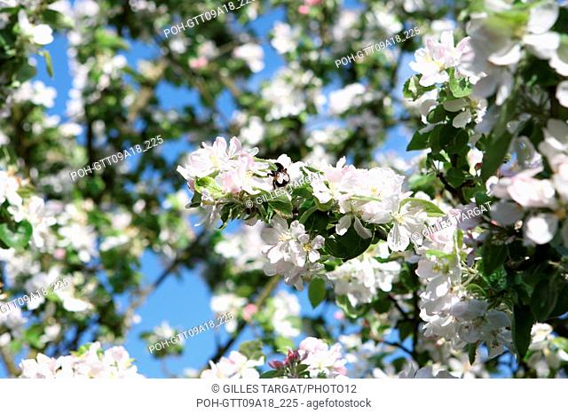 tourism, France, upper normandy, eure, bretigny, apple tree flowers, orchard, agriculture, cider, calva, blossoming tree, spring, cider culture, blossoming