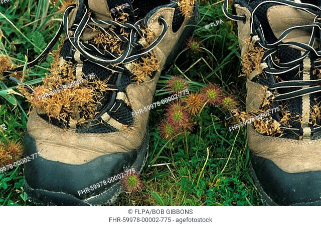 Piri-Piri Bur Acaena novae-zelandiae seed dispersal, burs caught on shoes