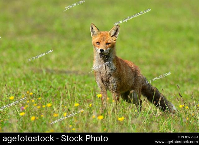 Fuchs auf Wiese, Bayern, Deutschland Red fox (Vulpes vulpes) on meadow, Bavaria, Germany, Europe