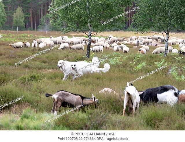 08 July 2019, Brandenburg, Doberlug-Kirchhain: Two Pyrenean mountain dogs guard a herd of goats and sheep on the Weißhaus natural heritage site