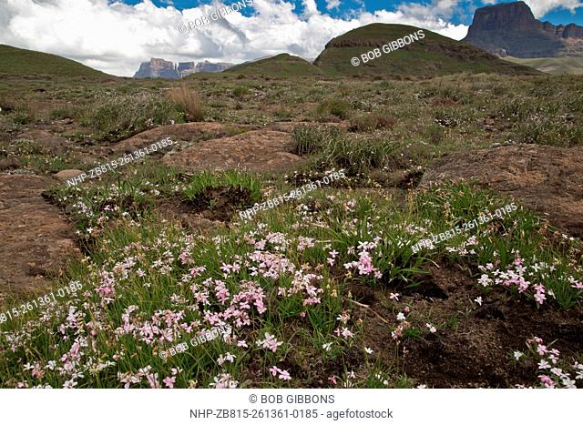 A dwarf alpine, Red Star, Rhodohypoxis baurii in the Drakensberg Mountains, South Africa