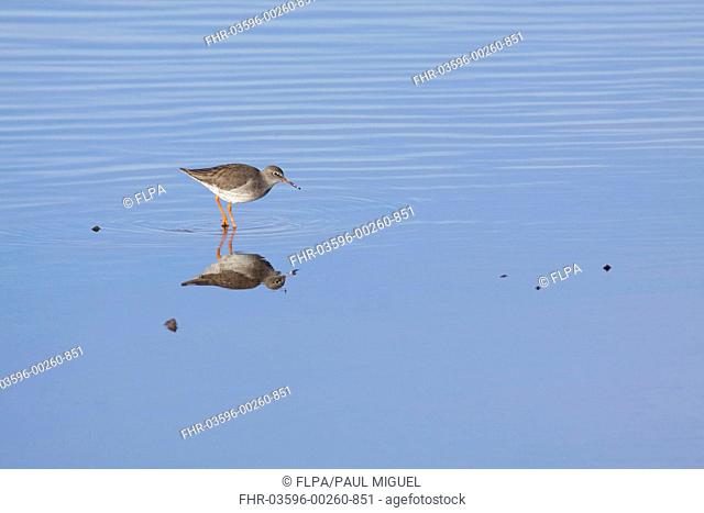Common Redshank (Tringa totanus) adult, non-breeding plumage, standing in shallow pool with reflection, Far Ings National Nature Reserve, Lincolnshire, England