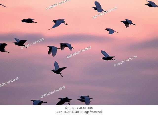 Western Cattle Egret, Bubulcus ibis, flying, sunset, 06/04/2009