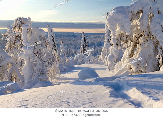 Winter landscape with snow hang on spruces and birches on mount Hirvas in Gällivare, Swedish lapland