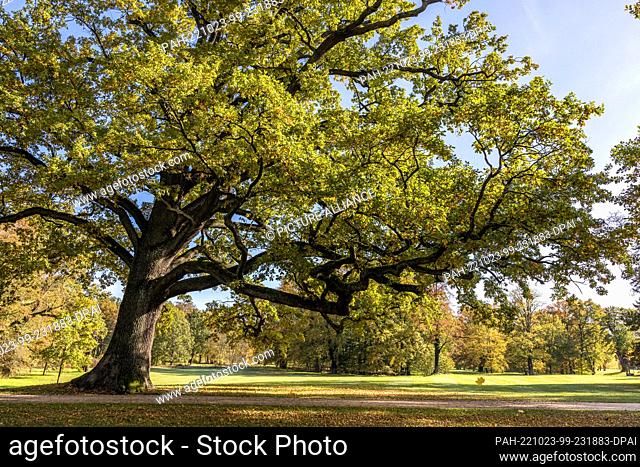 23 October 2022, Saxony, Bad Muskau: An autumn-colored oak tree ""stretches"" a long branch across a meadow in the Fürst Pückler Park in Bad Muskau