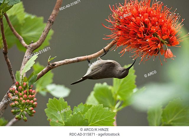 Greater Doublecollared Sunbird, female, at Natal Bottlebrush, Hidden Vsalley, KwaZulu-Natal, South Africa / Greyia sutherlandii, Nectarinia afra