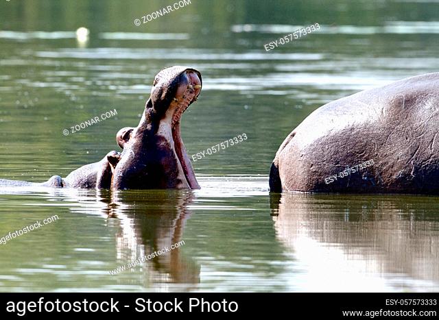 Hippo yawning at Lake Panic in the Kruger National Park. South Africa