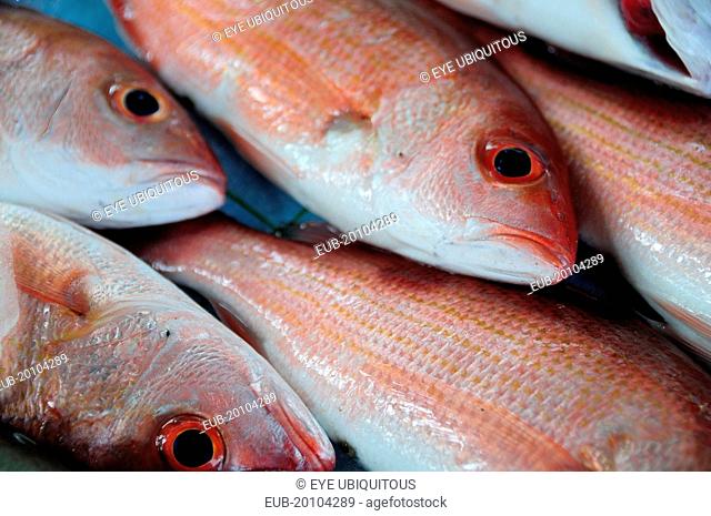 Close cropped view of red snapper fish for sale