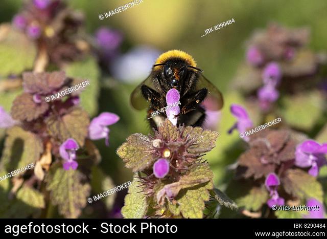 Garden bumblebee (Bombus hortorum) drinking nectar of red dead-nettle (Lamium purpureum), Département Haut-Rhin, Alsace, France, Europe