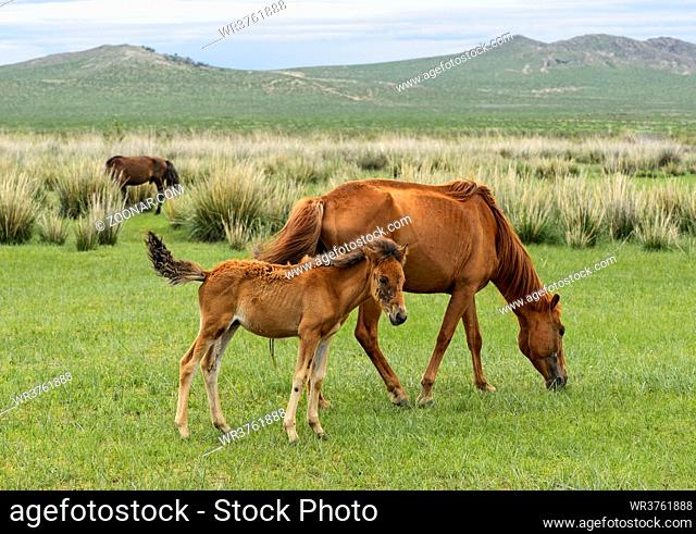 Stute mit Fohlen (Mongolische Pferderasse), Dashinchilen, Bulgan Aimag, Mongolei / Mare of a Mongolian horse with her foal, Dashinchilen, Bulgan Aimag, Mongolia