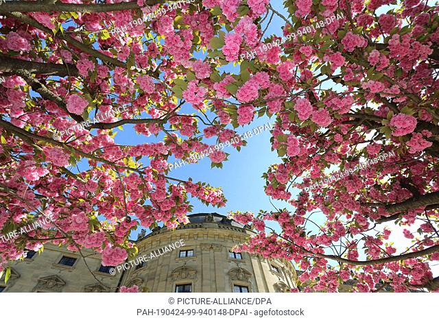 24 April 2019, Bavaria, Würzburg: The Japanese ornamental cherries in the courtyard garden of the Residenz are in full bloom