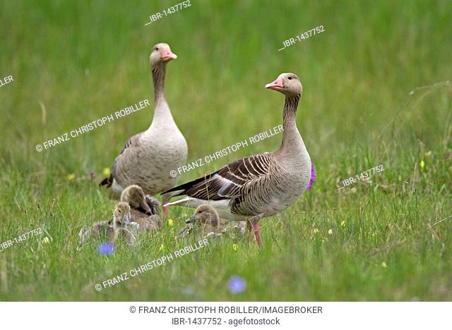 Greylag goose (Anser anser), family, Lake Neusiedl, Austria, Europe