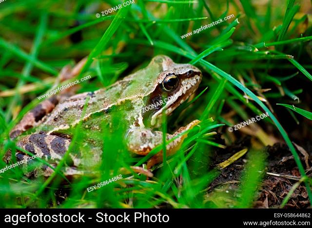 Big grey frog in the green grass in the wild nature