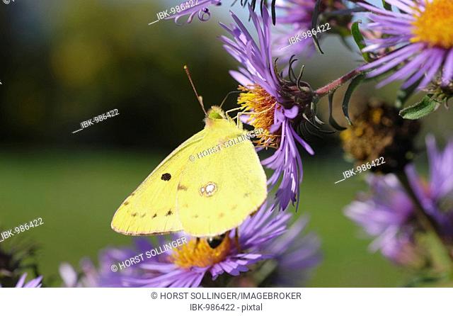 Pale Clouded Yellow (Colias hyale) on the violet blossom of an aromatic aster (Aster oblongifolius)