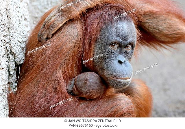 Orangutan mother, Raja, with her baby, which was born on the 25 March seen at the zoo in Leipzig, Germany, 03 April, 2017