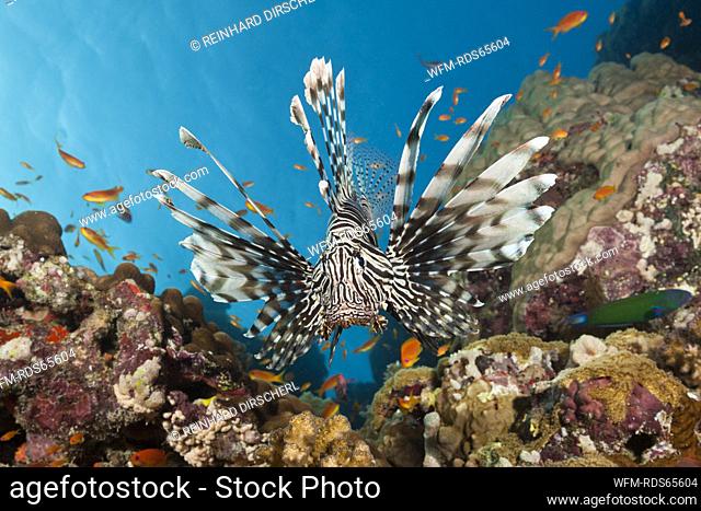 Lionfish, Pterois miles, Red Sea, Dahab, Egypt