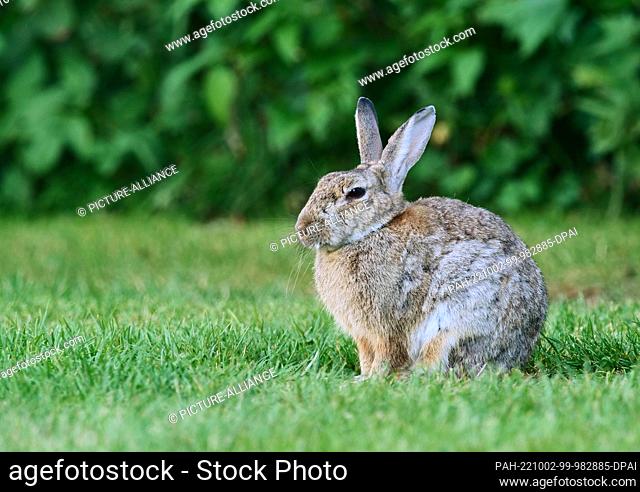 11 August 2022, Schleswig-Holstein, Kappeln: 11.08.2022, Kappeln. A rabbit (Oryctolagus cuniculus) sits in a meadow in front of a hedge near Kappeln in the...