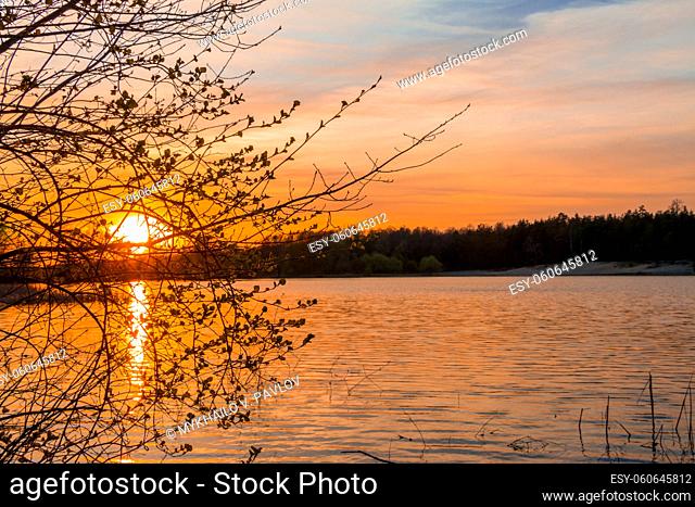 Summer forest lake. Bush branches with young foliage against the background of the setting sun