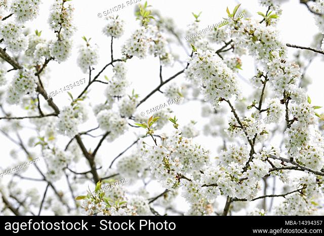 Branches with cherry blossoms, view from below against the bright sky, Eggenertal, Germany, Baden-Wuerttemberg, Markgräflerland