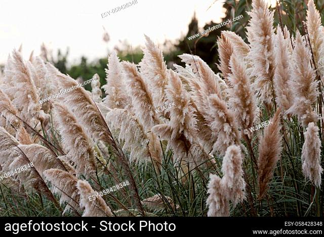 Cortaderia selloana or Pampas grass blowing in the wind